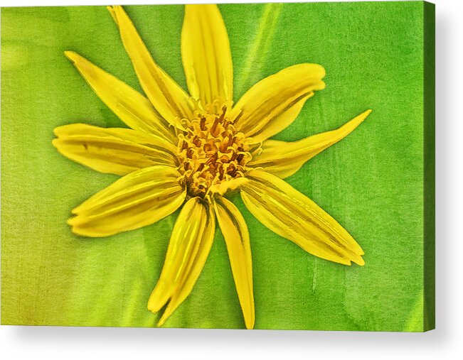 Flower Acrylic Print featuring the photograph Yellow Mountain Bloom by Jerry Nettik