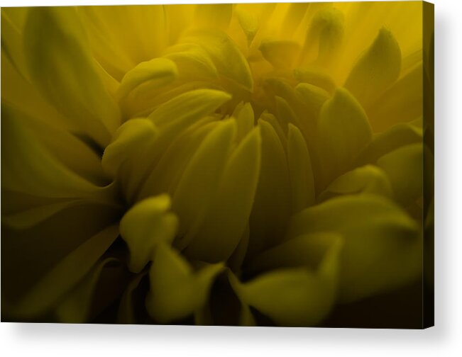 Flower Acrylic Print featuring the photograph Yellow Mum by Jim Shackett