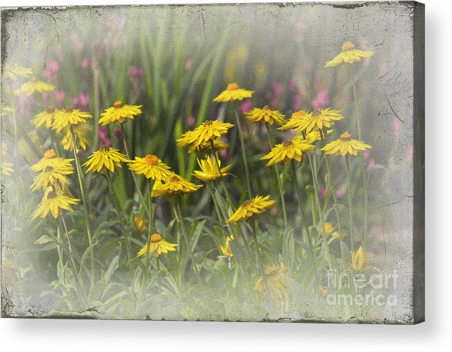 Yellow Acrylic Print featuring the photograph Yellow Paper Daisies by Carole Lloyd