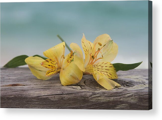 Peruvian Acrylic Print featuring the photograph Yellow Peruvian Lilies by Cathy Lindsey