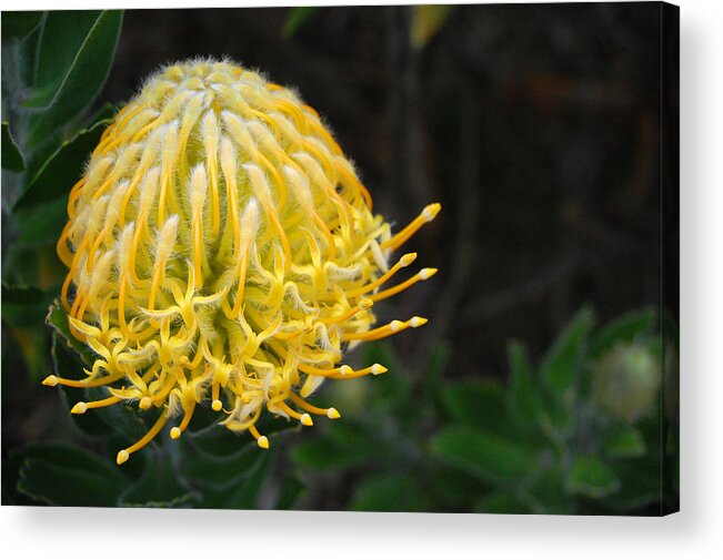 Kula Botanical Gardens Acrylic Print featuring the photograph Yellow Pincushion Protea 1 by Amy Fose
