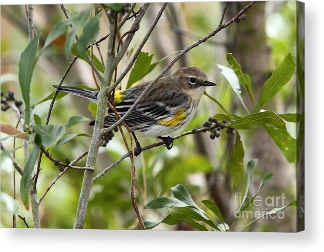 Yellow-rumped Warbler At Viera Wetlands Acrylic Print featuring the photograph Yellow-rumped Warbler by Jennifer Zelik
