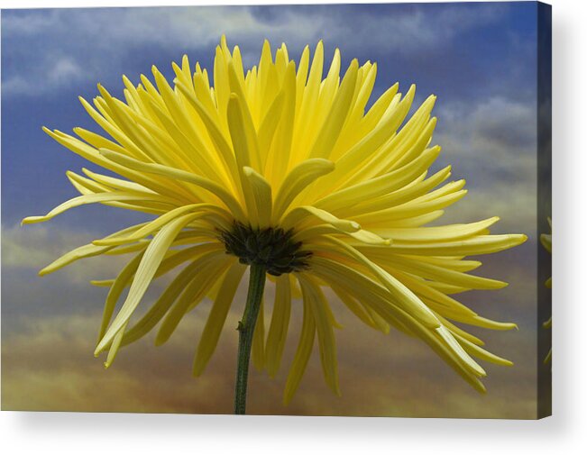 Yellow Flowers Acrylic Print featuring the photograph Yellow Spider Chrysanthemum by Terence Davis