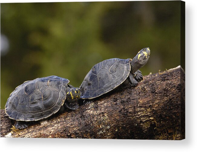 Feb0514 Acrylic Print featuring the photograph Yellow-spotted Amazon River Turtles by Pete Oxford
