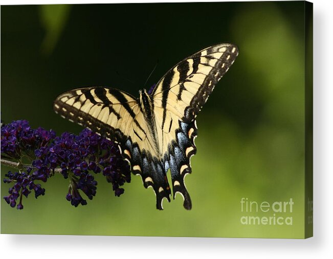 Butterfly Acrylic Print featuring the photograph Yellow Swallowtail by B Rossitto