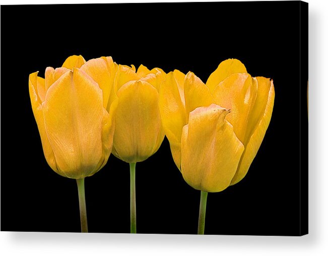 Yellow Flower Acrylic Print featuring the photograph Yellow Tulip Triple by Gill Billington