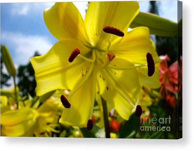 Yellow Whopper Acrylic Print featuring the photograph Yellow Whopper Lily 2 by Jacqueline Athmann