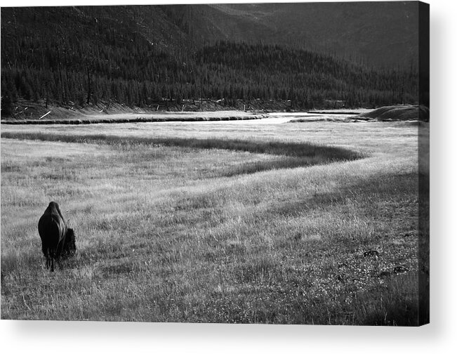 Wyoming Acrylic Print featuring the photograph Yellowstone Bison Wyoming by Aidan Moran