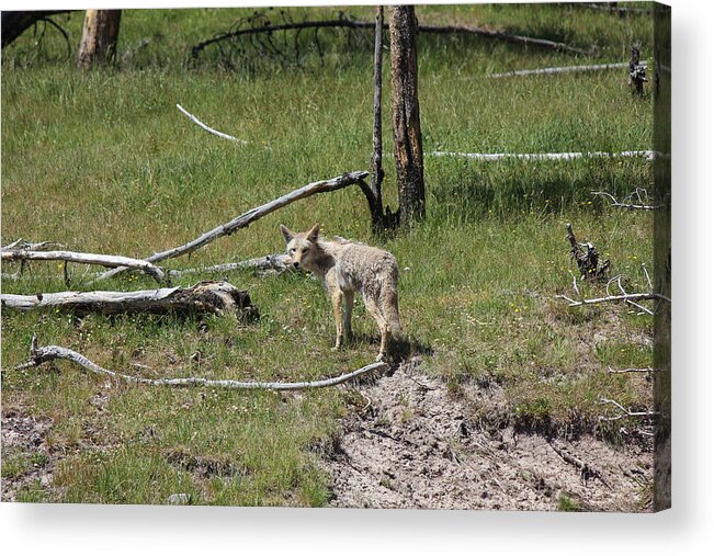 Coyote Acrylic Print featuring the photograph Yellowstone Coyote by Josh Bryant