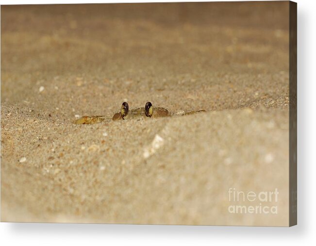 Atlantic Ghost Crab Acrylic Print featuring the photograph You Can't See me by Lynda Dawson-Youngclaus