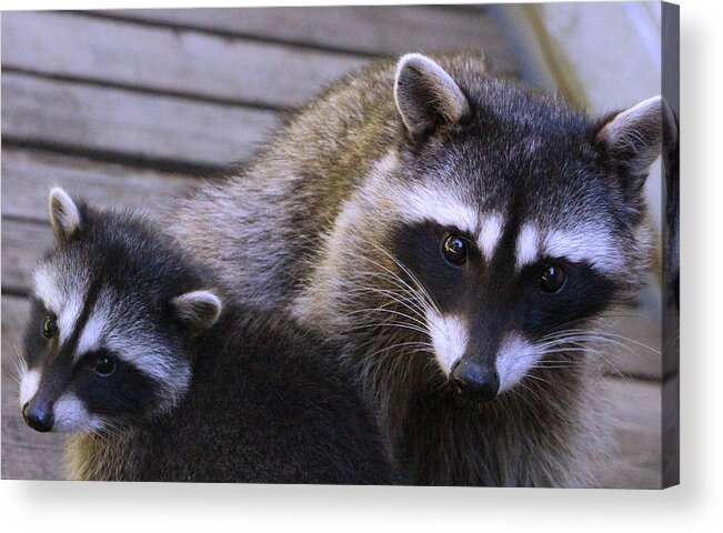 Mammals Acrylic Print featuring the photograph You Talking to Us? by Kym Backland