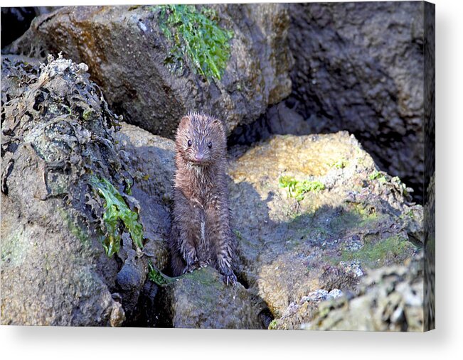 Mink Acrylic Print featuring the photograph Young American Mink by Peggy Collins
