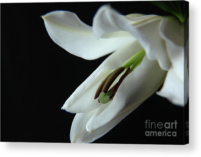 White Acrylic Print featuring the photograph Young And Pure by Eden Baed