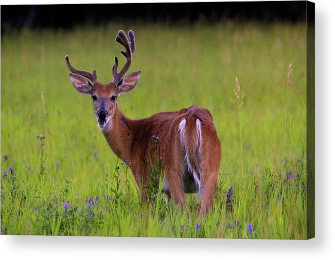 Deer Acrylic Print featuring the photograph Young Buck by Larry Trupp