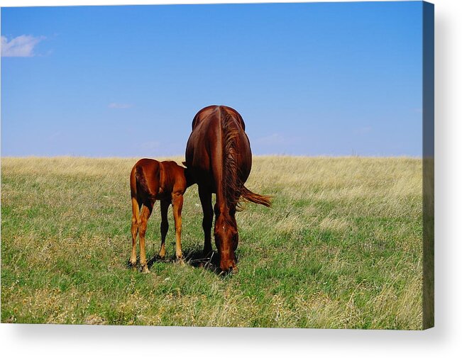 Horses Acrylic Print featuring the photograph Young Colt And Mother by Jeff Swan