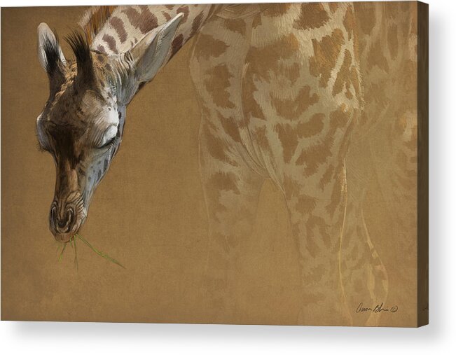 Giraffe Acrylic Print featuring the digital art Young Giraffe by Aaron Blaise