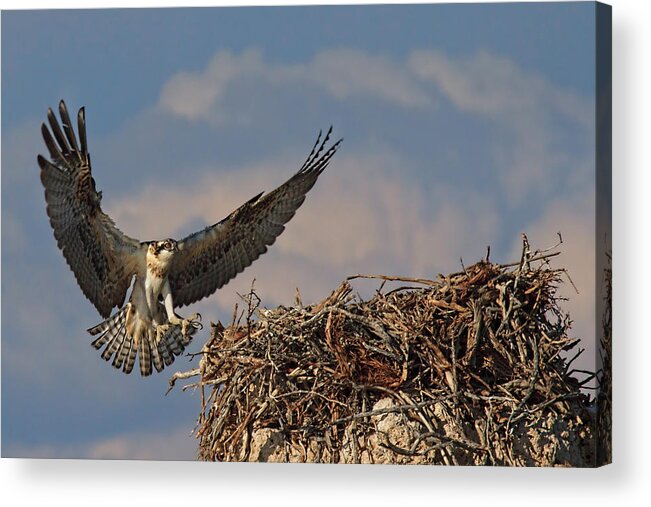 Osprey Acrylic Print featuring the photograph Young Osprey by Beth Sargent