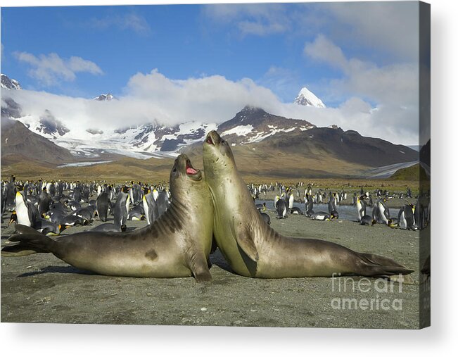 00345336 Acrylic Print featuring the photograph Young S Elephant Seals Playing by Yva Momatiuk John Eastcott