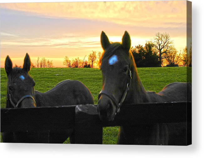 Young Thoroughbreds Acrylic Print featuring the photograph Kentucky Thoroughbreds anxious to run by Randall Branham