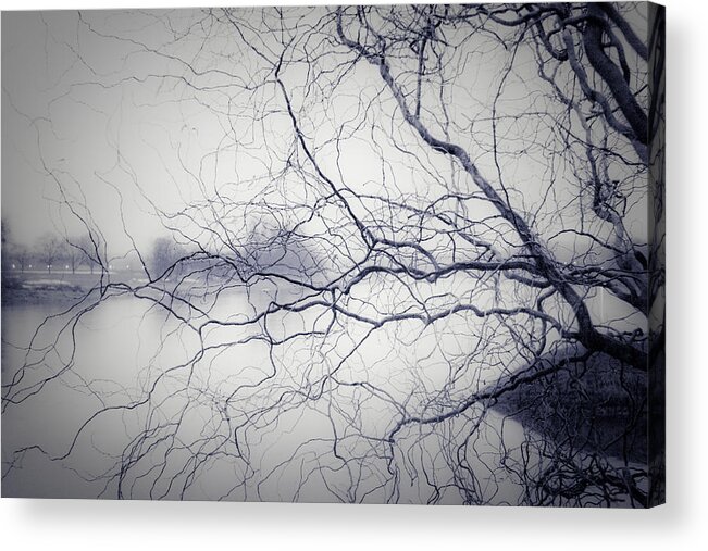 Tree Acrylic Print featuring the photograph You're A Treemer by Dorit Fuhg