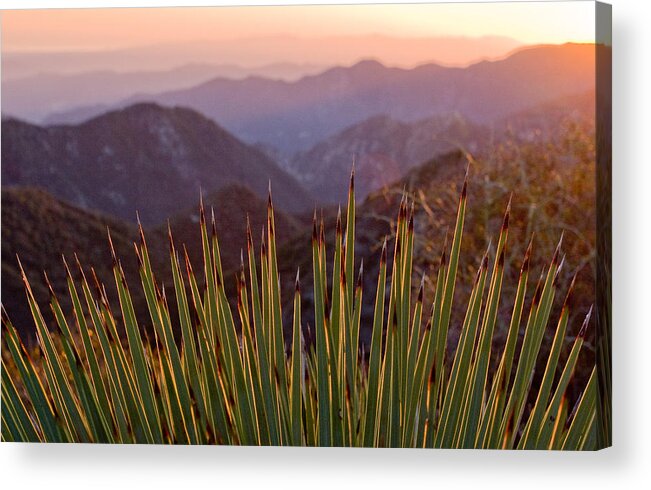 Landscape Acrylic Print featuring the photograph Yucca Spikes by Adam Pender