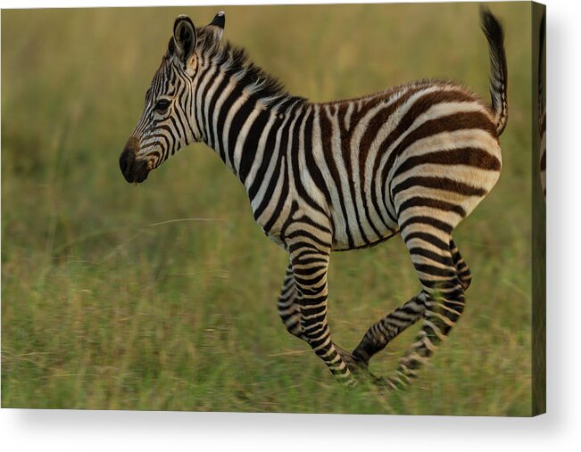 Plains Zebra Acrylic Print featuring the photograph Zebra Foal Running For Joy by Manoj Shah