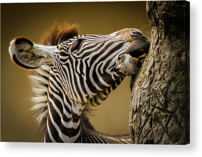 Zebra Acrylic Print featuring the photograph Zebra by Silvia Geiger