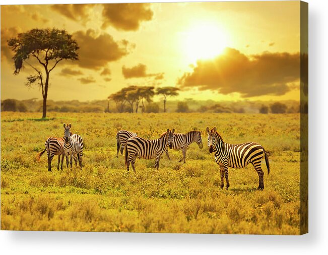 Kenya Acrylic Print featuring the photograph Zebra by Ugurhan