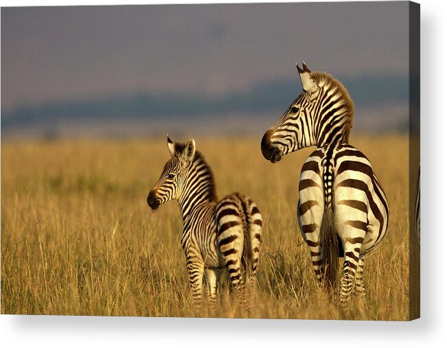 Kenya Acrylic Print featuring the photograph Zebra With Foal by Manoj Shah