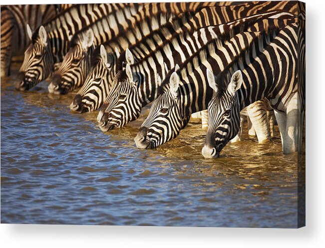 Wild Acrylic Print featuring the photograph Zebras drinking by Johan Swanepoel