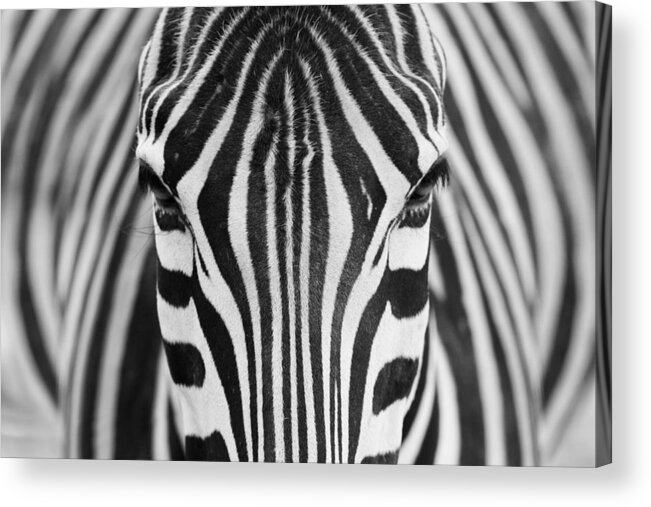 Zebra Acrylic Print featuring the photograph Zepra by Hesham Alhumaid