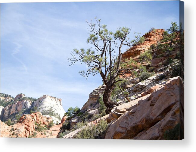 Tree Acrylic Print featuring the photograph Zion National Park 1 by Natalie Rotman Cote