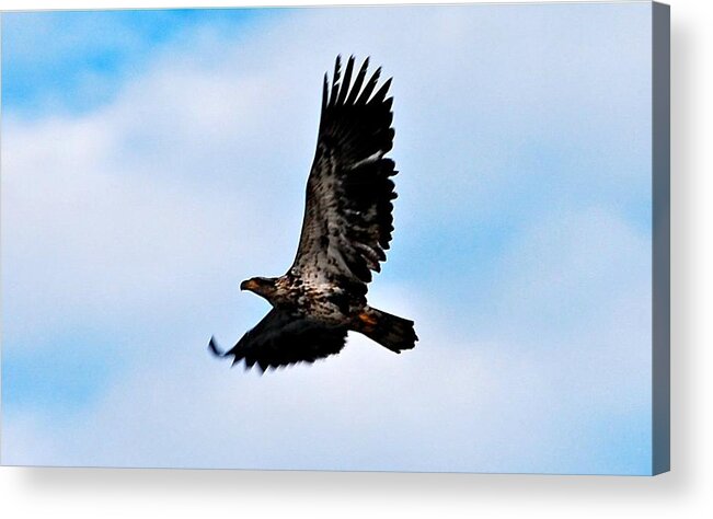 Bald Eagle Acrylic Print featuring the photograph Juvenile Bald Eagle by Peggy Franz