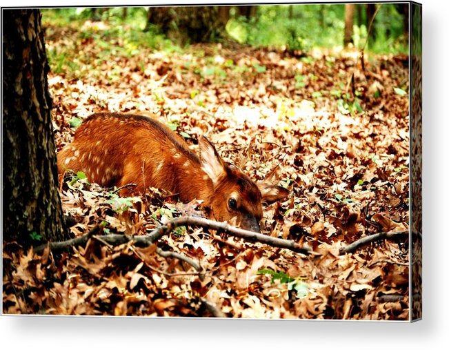 Landscape Acrylic Print featuring the photograph Sweet Baby Elk by Peggy Franz