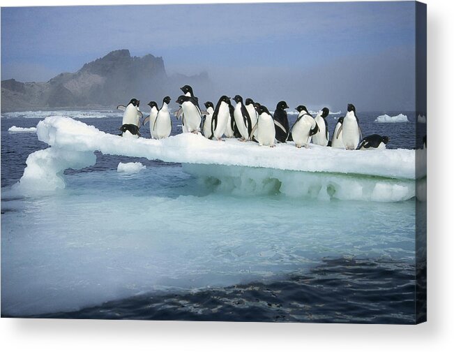 Mp Acrylic Print featuring the photograph Adelie Penguin Pygoscelis Adeliae Group #1 by Tui De Roy