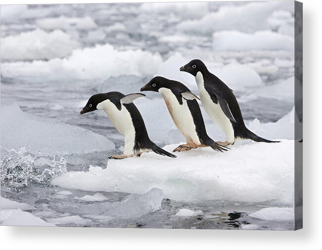 00444043 Acrylic Print featuring the photograph Adelie Penguins Diving Off Iceberg #1 by Suzi Eszterhas