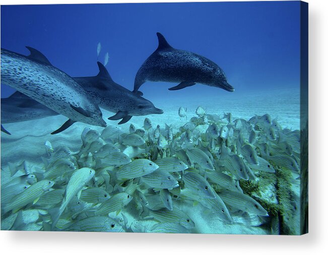 Mp Acrylic Print featuring the photograph Atlantic Spotted Dolphin Stenella #1 by Hiroya Minakuchi