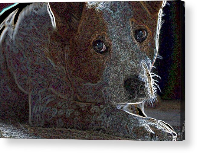 Austalian Cattle Dog Acrylic Print featuring the photograph Australian Cattle Dog #1 by One Rude Dawg Orcutt
