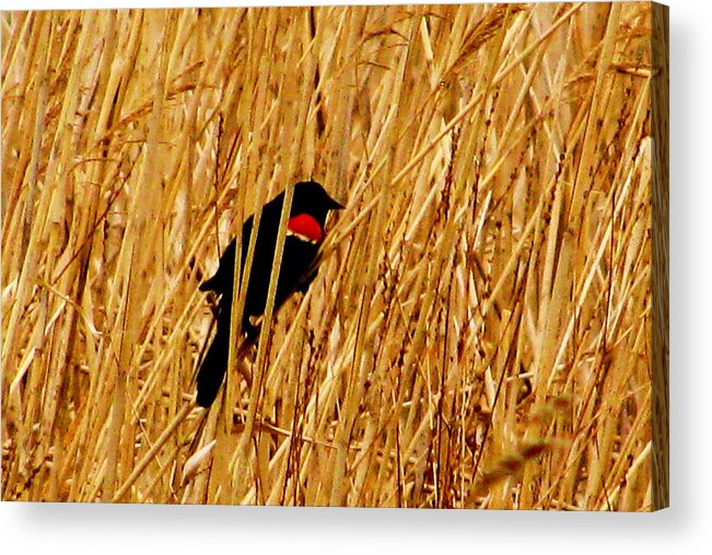 Bird Acrylic Print featuring the photograph Blackbird in the Reeds by Jeff Heimlich