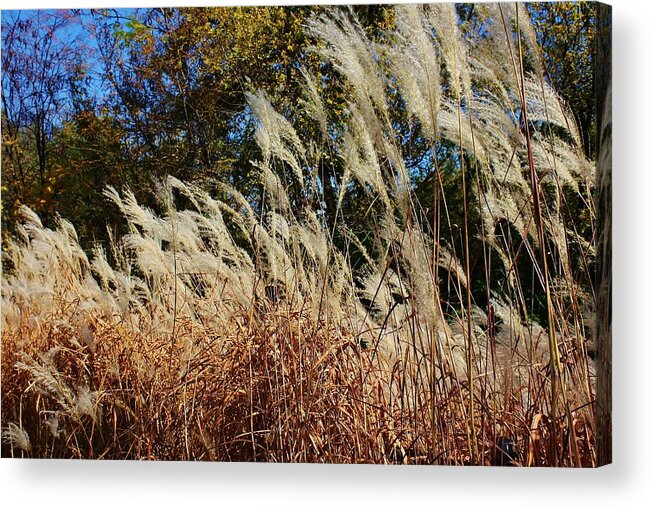 Grass Acrylic Print featuring the photograph Blowing in the Wind #3 by Bruce Bley