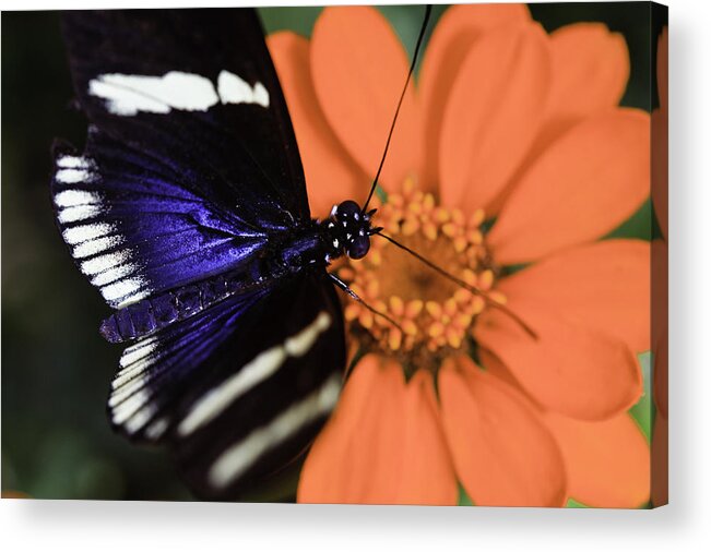 Blue And White Longwing Acrylic Print featuring the photograph Blue and White Longwing #1 by Perla Copernik