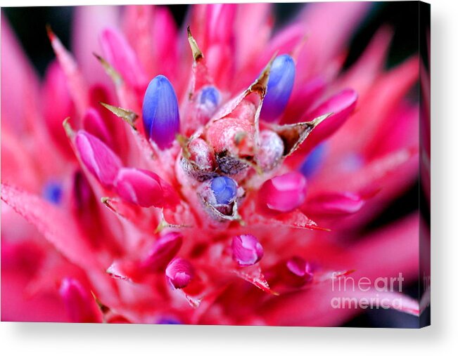 Flower Acrylic Print featuring the photograph Bromeliad #1 by Henrik Lehnerer