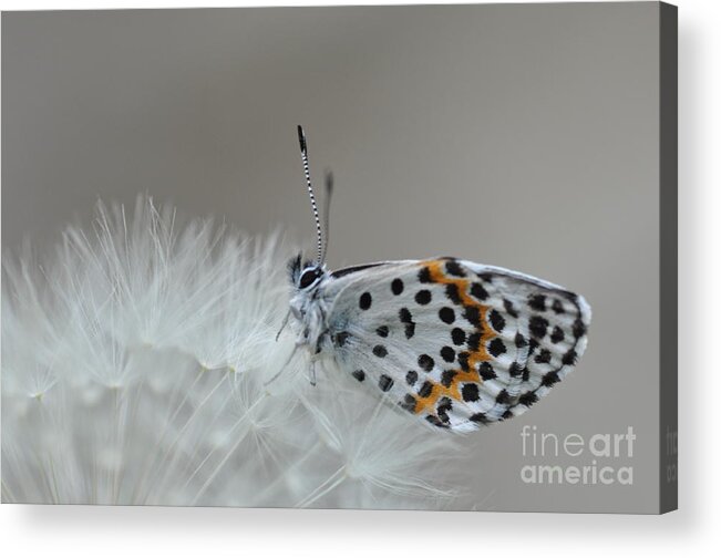 Butterfly Acrylic Print featuring the photograph Butterfly #1 by Sylvie Leandre