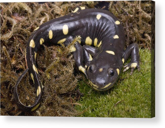 00429810 Acrylic Print featuring the photograph California Tiger Salamander Monterey #1 by Sebastian Kennerknecht