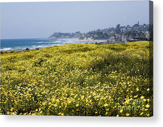 Wildflowers Acrylic Print featuring the photograph California wildflowers #1 by Daniel Knighton