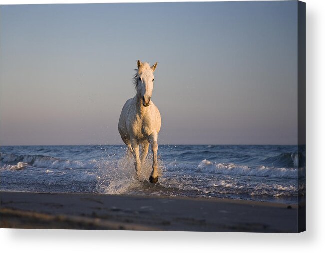 Mp Acrylic Print featuring the photograph Camargue Horse Equus Caballus Running #1 by Konrad Wothe