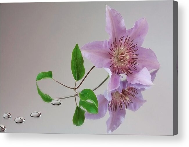 Clematis Acrylic Print featuring the photograph Clematis 'Filigree' #1 by Shirley Mitchell