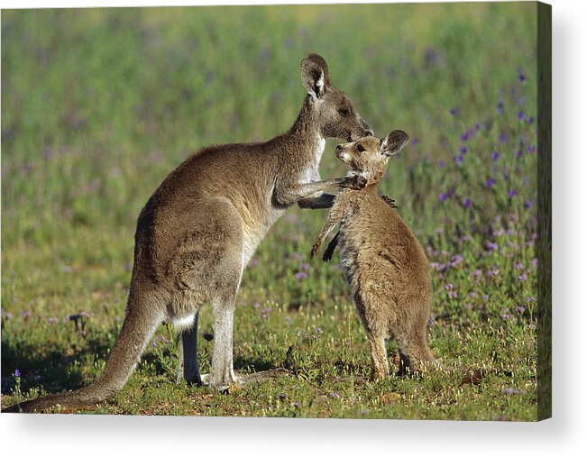 00620321 Acrylic Print featuring the photograph Eastern Grey Kangaroo Macropus #2 by Cyril Ruoso