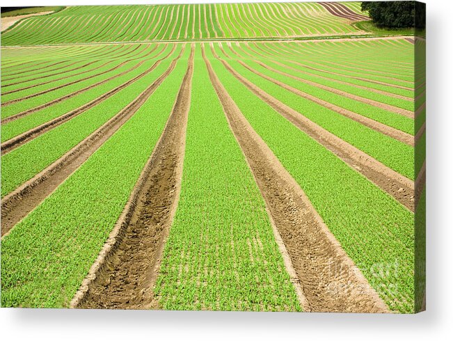Agricultural Acrylic Print featuring the photograph Farmland furrows in perspective #1 by Simon Bratt