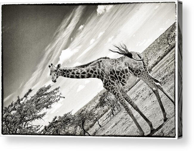 Africa Acrylic Print featuring the photograph Female Giraffe #2 by Perla Copernik